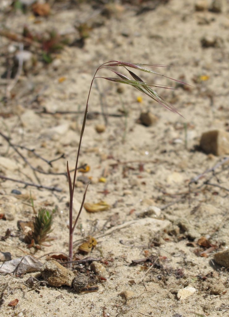Bromus tectorum